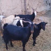پنج راس بز|حیوانات مزرعه|تهران, افسریه شمالی|دیوار