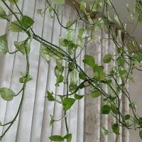 گل و گلدان پتوس|گل و گیاه طبیعی|قدس, شهرقدس|دیوار