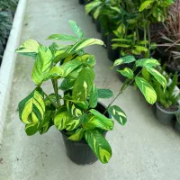 گل مارانتا ابلق در رشت|گل و گیاه طبیعی|رشت, بیجارپس|دیوار