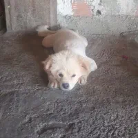 سگ پامر
