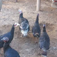 بوقلمون محلی