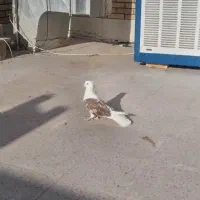 کبوتر نر پشتار بلند