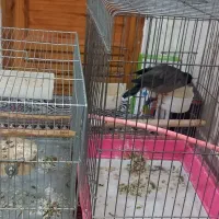 مرغ مینا سخنگو|پرنده|بروجرد, |دیوار