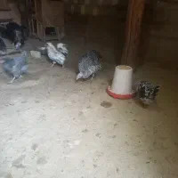 خروس بوقلمون ماده|حیوانات مزرعه|شهرکرد, |دیوار