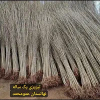 پسته پیوندی/صنوبر/ ارقام سیب