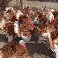 جوجه بوقلمون بوربون و برنز از 3روزه تا45روز چناران|حیوانات مزرعه|مشهد, توس|دیوار