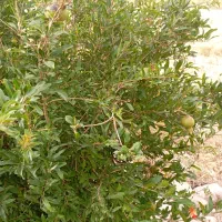 فروش باغ انگور،آبی ازگله|فروش زمین و ملک کلنگی|ازگله, |دیوار