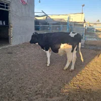 یک راس جوانه ۳۰۰ کیلویی|حیوانات مزرعه|چناران, |دیوار