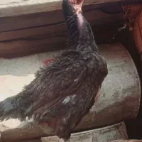 خروس مرغ لاری|حیوانات مزرعه|رامیان, |دیوار