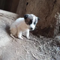 توله سگ نر|سگ|انگوران, |دیوار