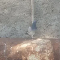 کبوتر پلاکی  در  بندر ریگ