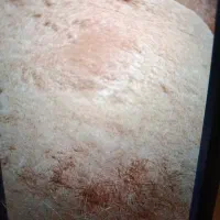 کاه گندم تمیز