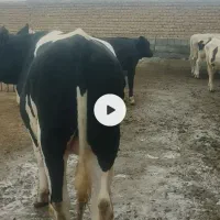 گوساله نر ۱ساله