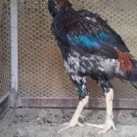 خروس لاری پر طاوس یه چش کور