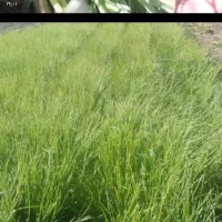 یک کیلو نهال پیاز راتا زرد