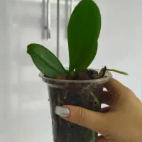 نشا ارکیده فالانوپسیس