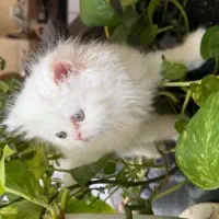 گربه سفید برفی نی نی