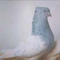 کبوتر کله الماسی ماده الیام