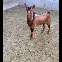 سلاخ قصاب سیار با امکانات مرادی|خدمات پذیرایی، مراسم|اراک, |دیوار