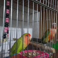 پرنده طوطی گریچینگ|پرنده|کرمان, |دیوار