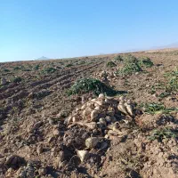 چغندر تحویلی