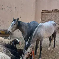 اسب (مادیون)با کره *مادیون|اسب و تجهیزات اسب‌سواری|پیشوا, |دیوار