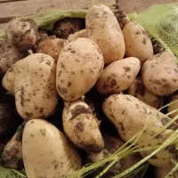 سیب زمینی عمده تازه درجه 1