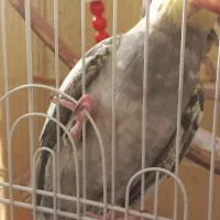 جفت عروس هلندی بسیار شیطون|پرنده|رشت, کوی مهر|دیوار