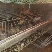 قفس بلدرچین .جفت گاه کبوتر|لوازم جانبی حیوانات|چناران, |دیوار