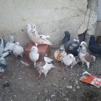 14عدد طوقی معاوضه و فروش