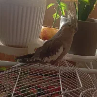 عروس هلندی|پرنده|سیرجان, |دیوار