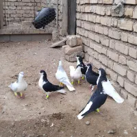 4 جفت کبوتر سیاه پوش ذات دار قشنگ سالم|پرنده|قزوین, |دیوار