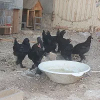 فروش ۷ عدد نیمچه خالص مرغ و خروس مرندی