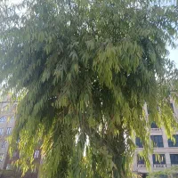 اجاره آپارتمان