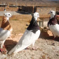 کبوتر خوب.|سگ|نیشابور, مازول|دیوار