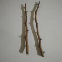 ترکه پیوند پسته احمد آقای