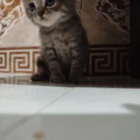 گربه اسکاتیش بریتیش