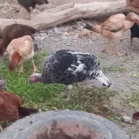 بوقلمون مرغ لاری|حیوانات مزرعه|باسمنج, |دیوار