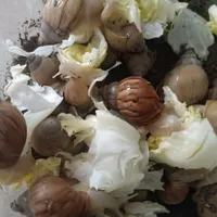 حلزون‌‌پررورشی‌‌،مولد