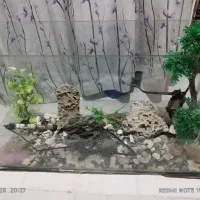 اکواریوم و تمام وسایل مربوط