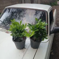 یاس هلندی سطل ۴ هرس شده لوکس|گل و گیاه طبیعی|رحیم‌آباد, |دیوار