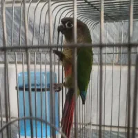 گرینچیک ۳ ماهه