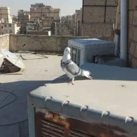 کبوتر غریبگیری|پرنده|پاکدشت, پاکدشت (مامازند)|دیوار