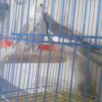 جوجه عروس هلندی