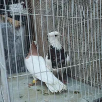 طوقی هفت رنگ