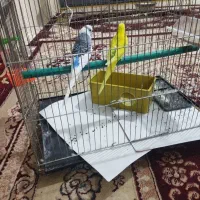 دو عدد مرغ عشق نر وماده