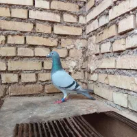 کویت|پرنده|آبادان, |دیوار