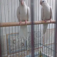 عروس هلندی البینو