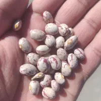 لوبیا چیتی امسال