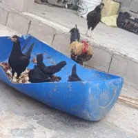 مرغ شهری خوب عالی. بفروشن